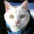 Foto bij GPS-Twitter-halsband voor kat