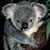 Foto bij Koala's afgeluisterd met mobieltjes