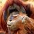 Foto bij Chatten met orang-oetan via iPad